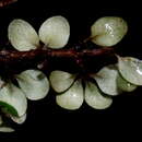 Image of Olearia polita H. D. Wilson & P. J. Garnock-Jones