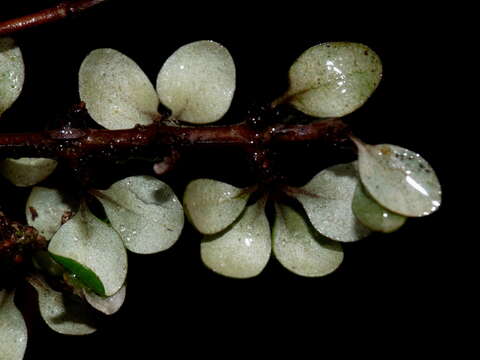 Слика од Olearia polita H. D. Wilson & P. J. Garnock-Jones