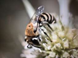 Image of Colletes hylaeiformis Eversmann 1852