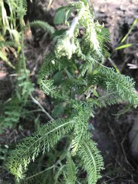 Image of boreal yarrow