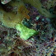 Image of sulfur sponge