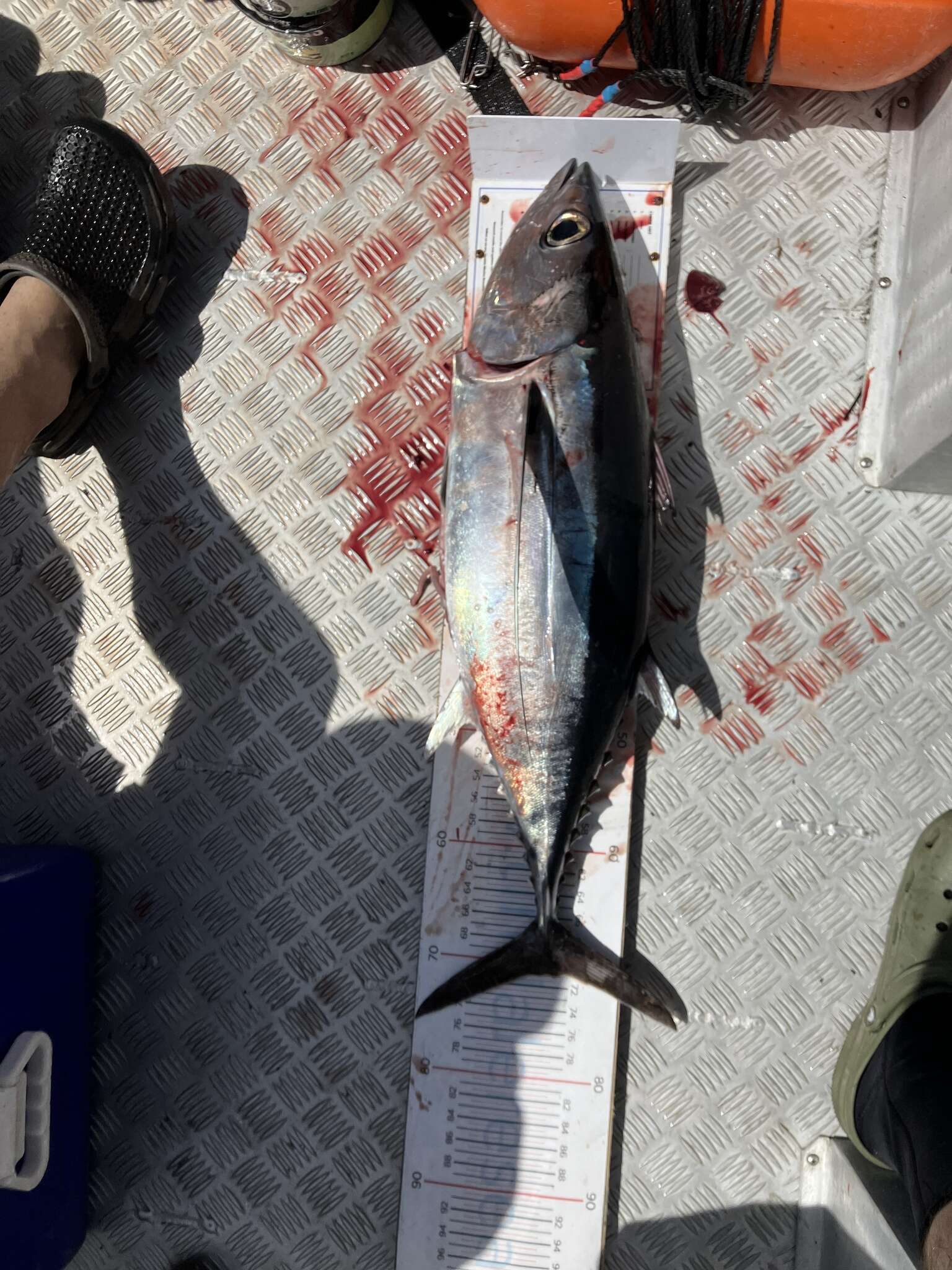 Image of Albacore Fish