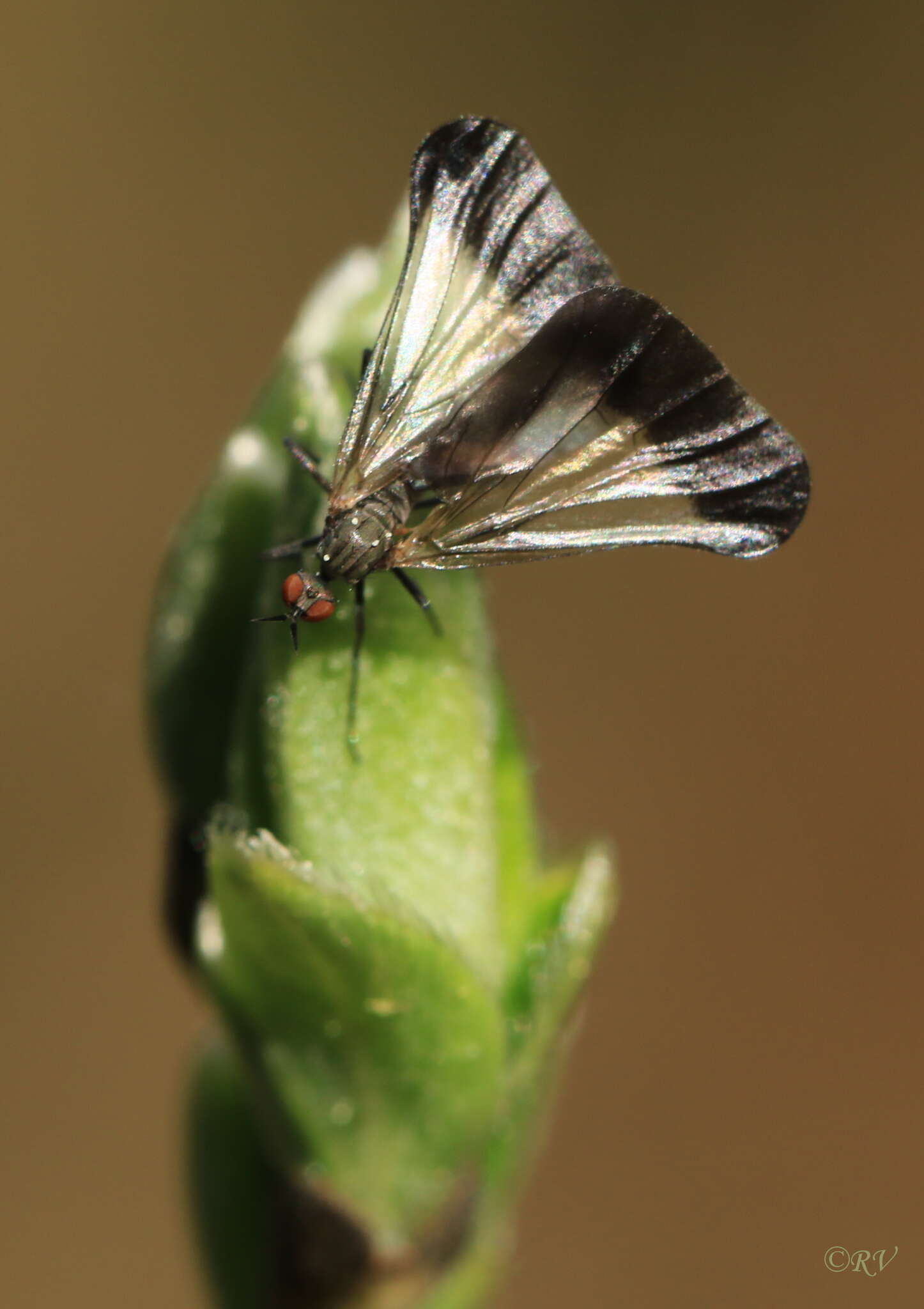 صورة Rhamphomyia marginata (Fabricius 1787)