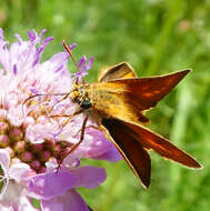 Image of lulworth skipper