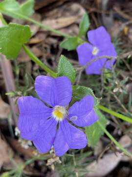 Слика од Scaevola calliptera Benth.