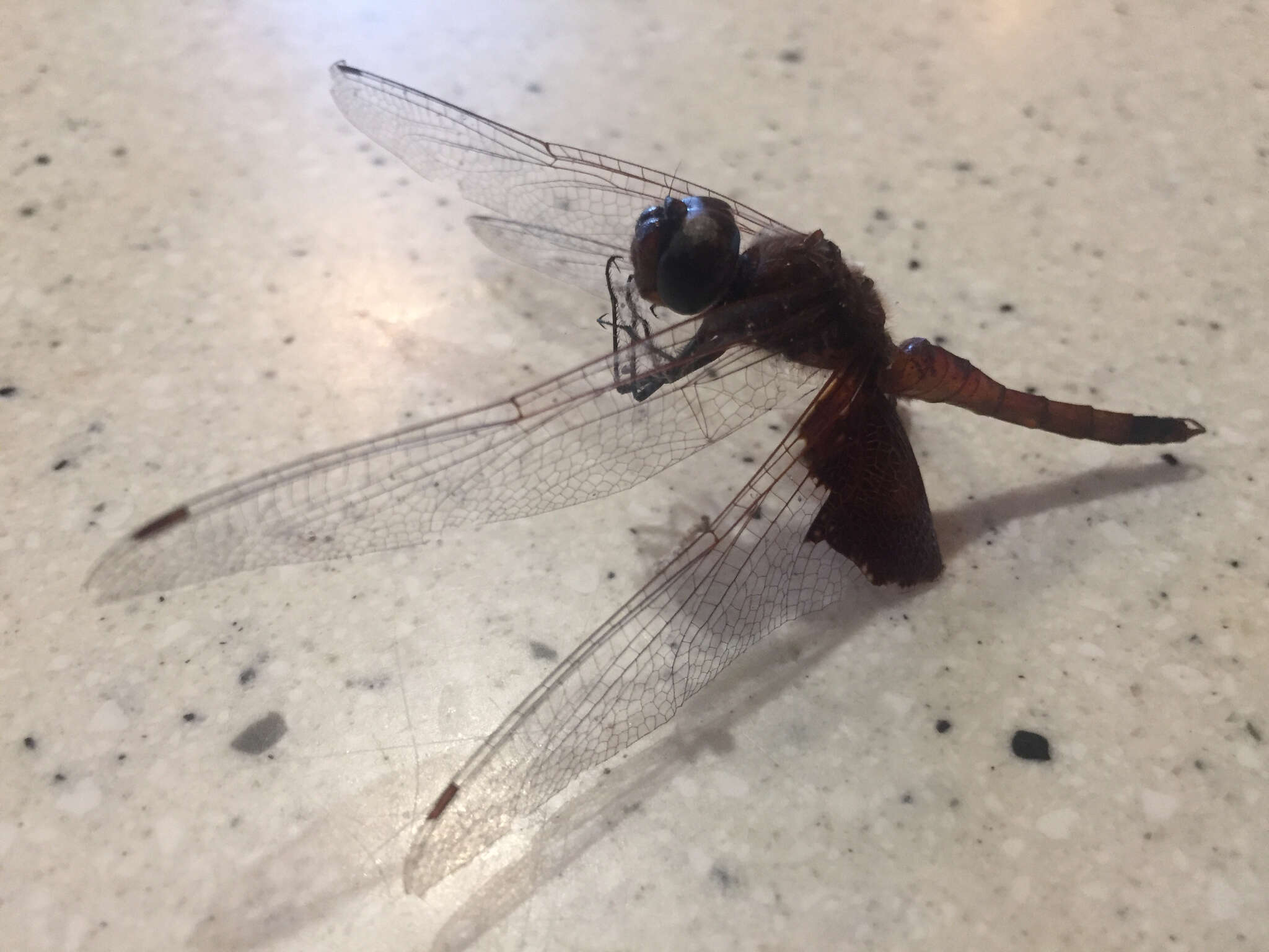 Tramea carolina (Linnaeus 1763) resmi