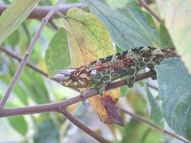 Image of Johnston's Chameleon