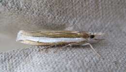 Image of Crambus unistriatellus Packard 1868