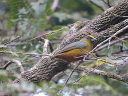 Image of Olive-backed Euphonia