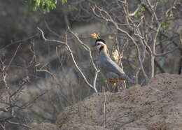 Alectoris melanocephala (Rüppell 1835) resmi