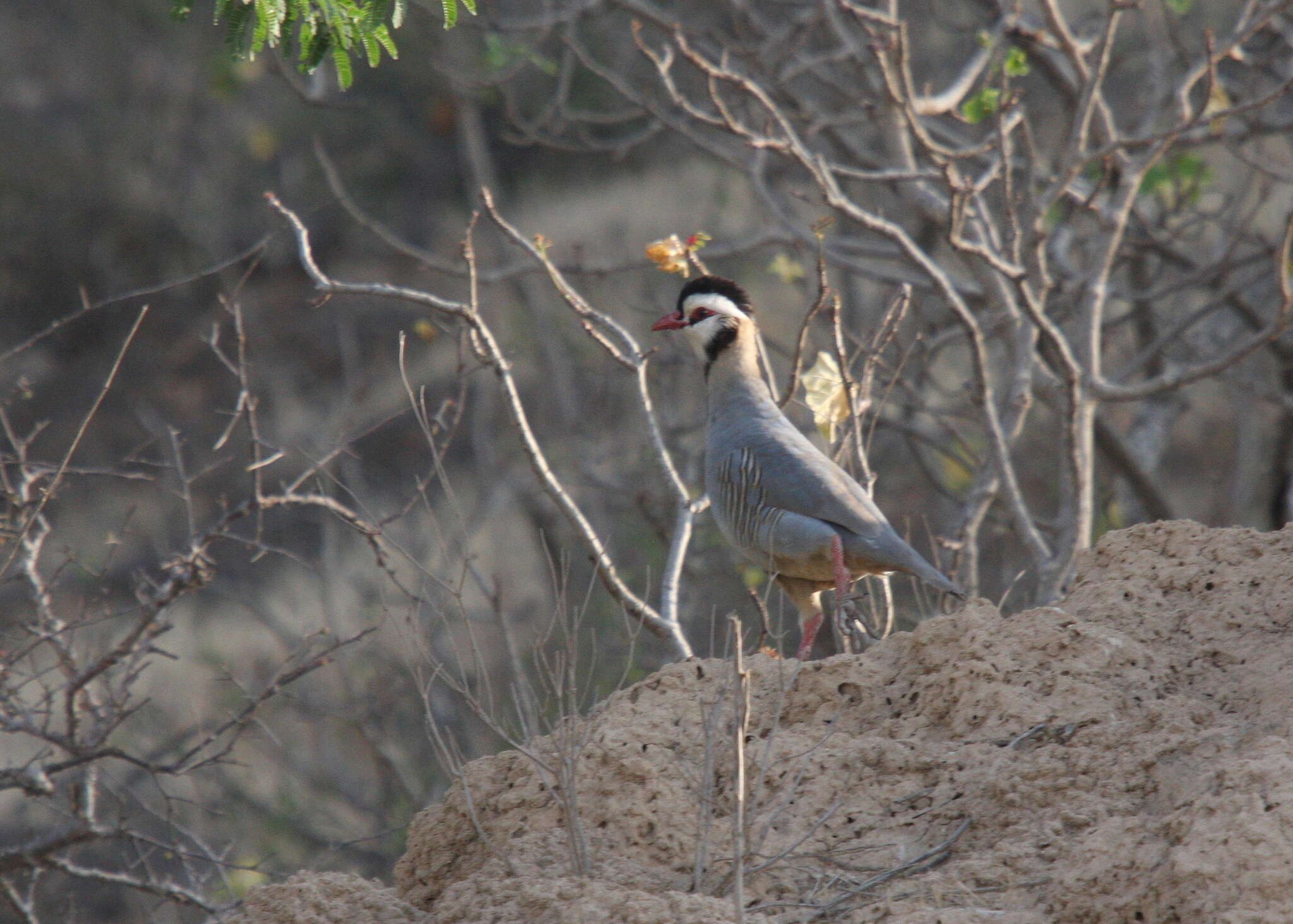 Image of Arabian Partridge