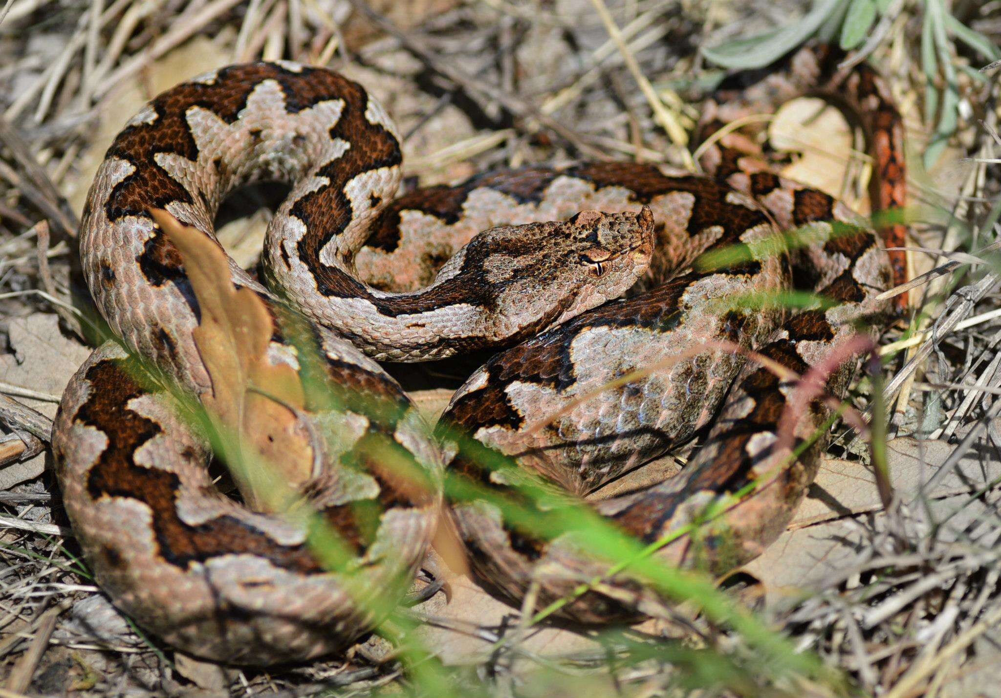 Sivun Vipera ammodytes ammodytes (Linnaeus 1758) kuva