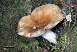 Image of Russula novae-zelandiae McNabb 1973