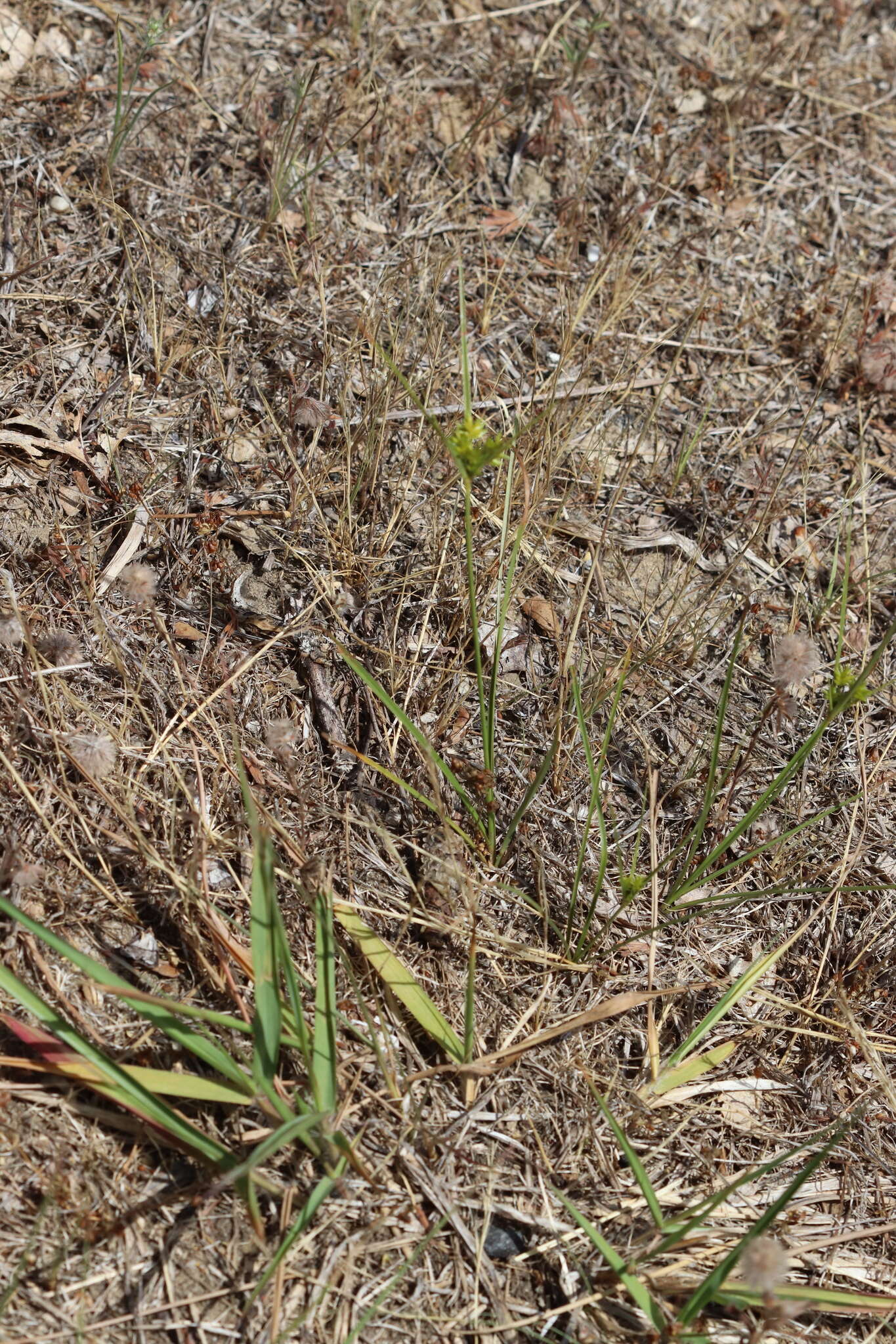 Image of Gray's Flat Sedge