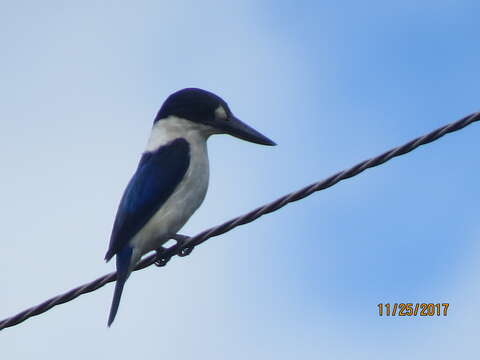 Image of Forest Kingfisher