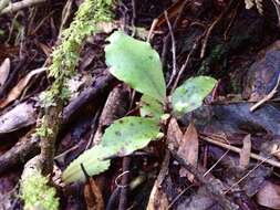 Plancia ëd Myrsine australis (A. Rich.) Allan