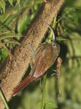 Image of Brown-billed Scythebill