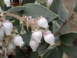 Plancia ëd Arctostaphylos moranii P. V. Wells