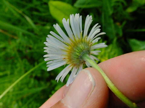 Image of large mountain fleabane