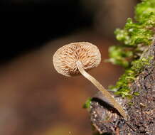 Слика од Simocybe phlebophora E. Horak 1980