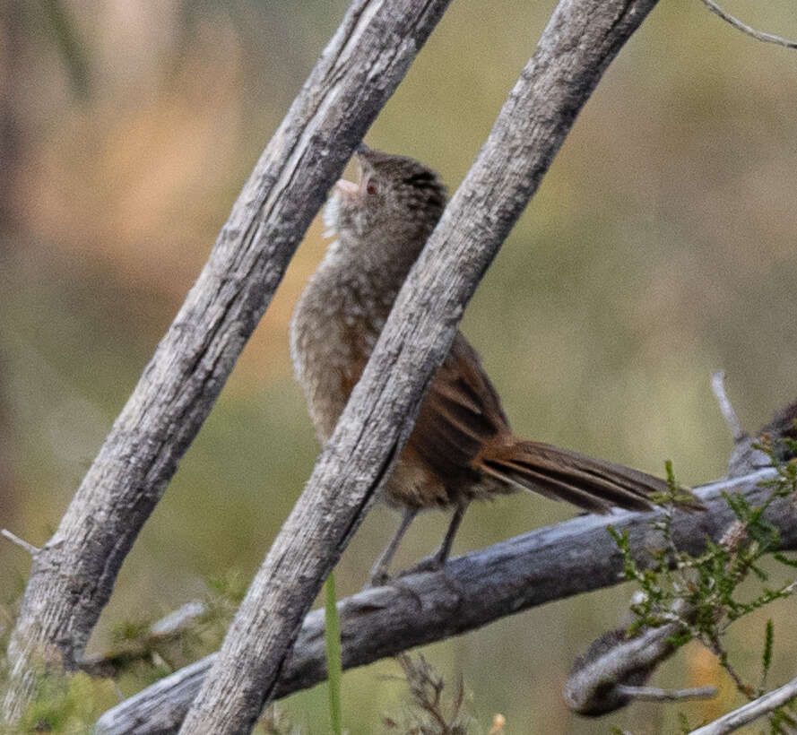 Dasyornithidae resmi