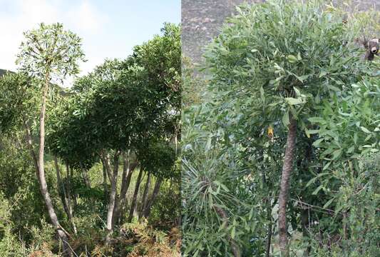 Image of Common Cabbage Tree