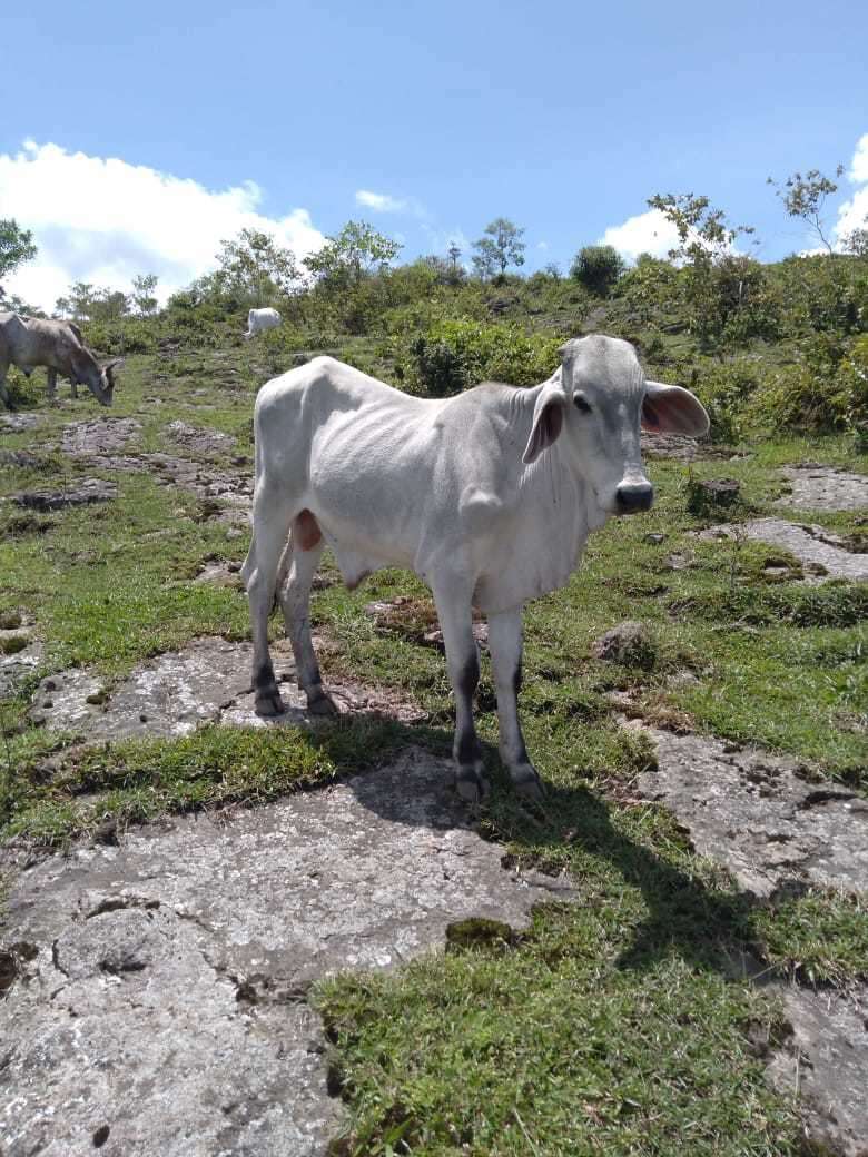 Image of zebu cattle