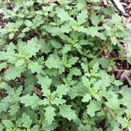 Image of clammy goosefoot