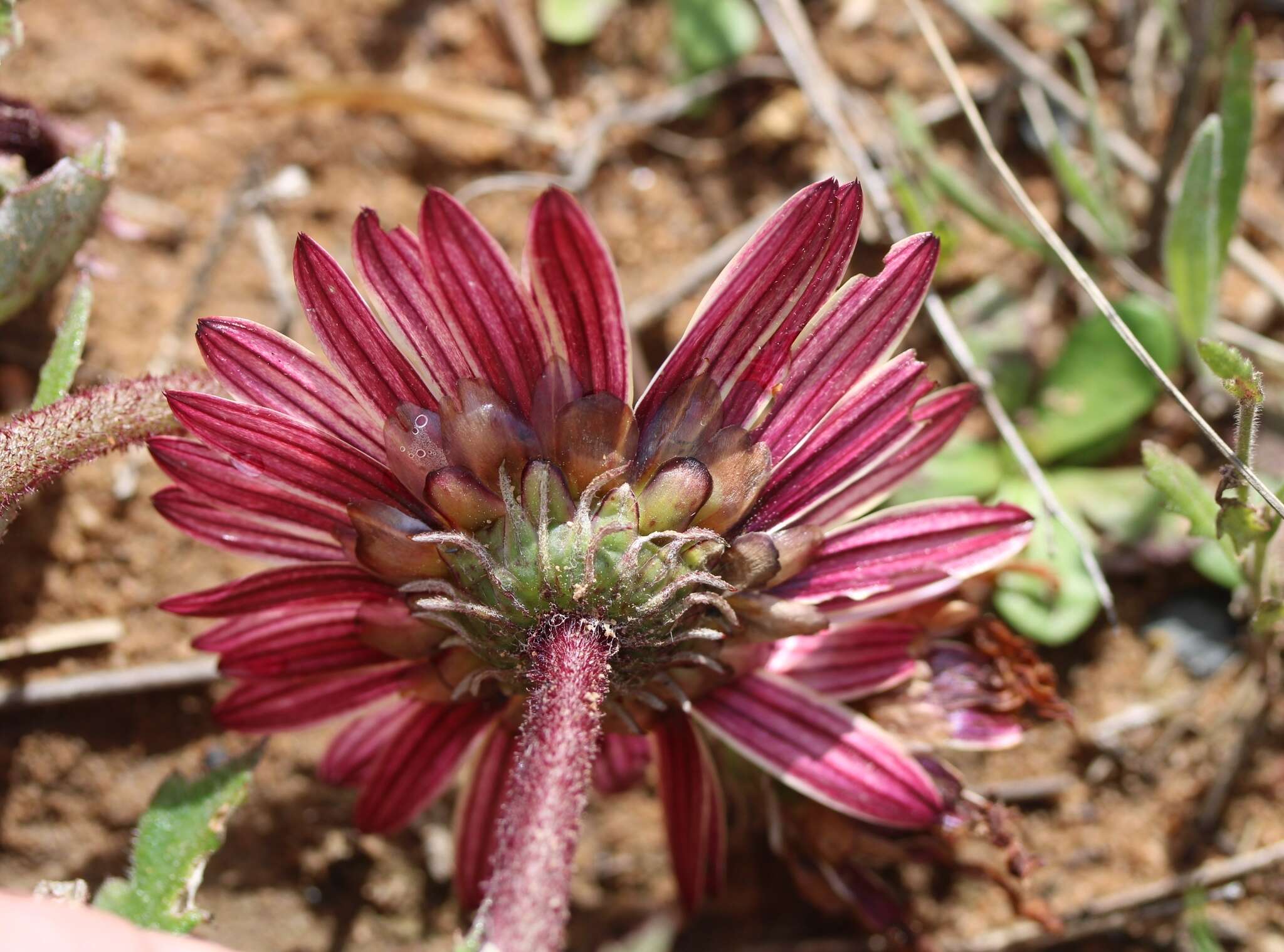 Image of Arctotis bellidifolia Berg.