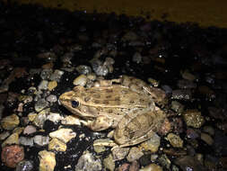 Image of Plains Leopard Frog