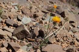 Слика од Centaurea pubescens Willd.