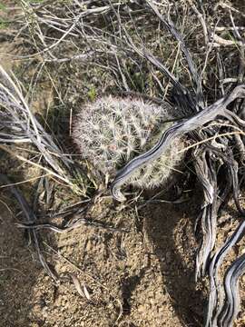 Image of Common Fishhook Cactus