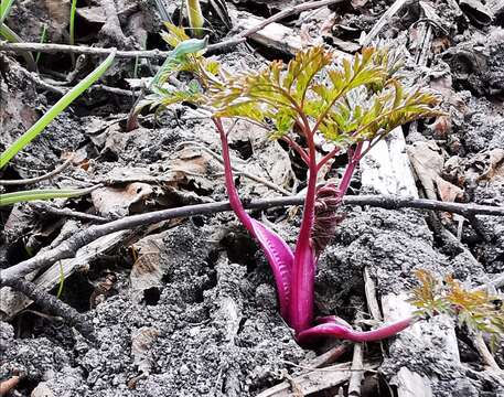 Image of Anthriscus sylvestris subsp. sylvestris