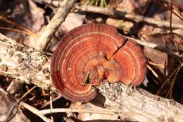 Image of Daedaleopsis confragosa f. sibirica (P. Karst.) Bondartsev