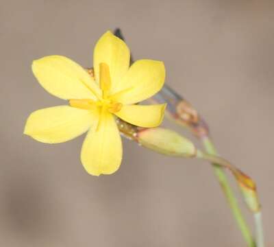 Image of Sisyrinchium zamudioi Espejo, López-Ferr. & Ceja