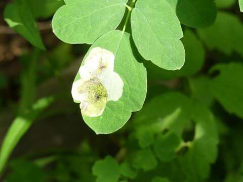 Image of Phytomyza plumiseta Frost 1924