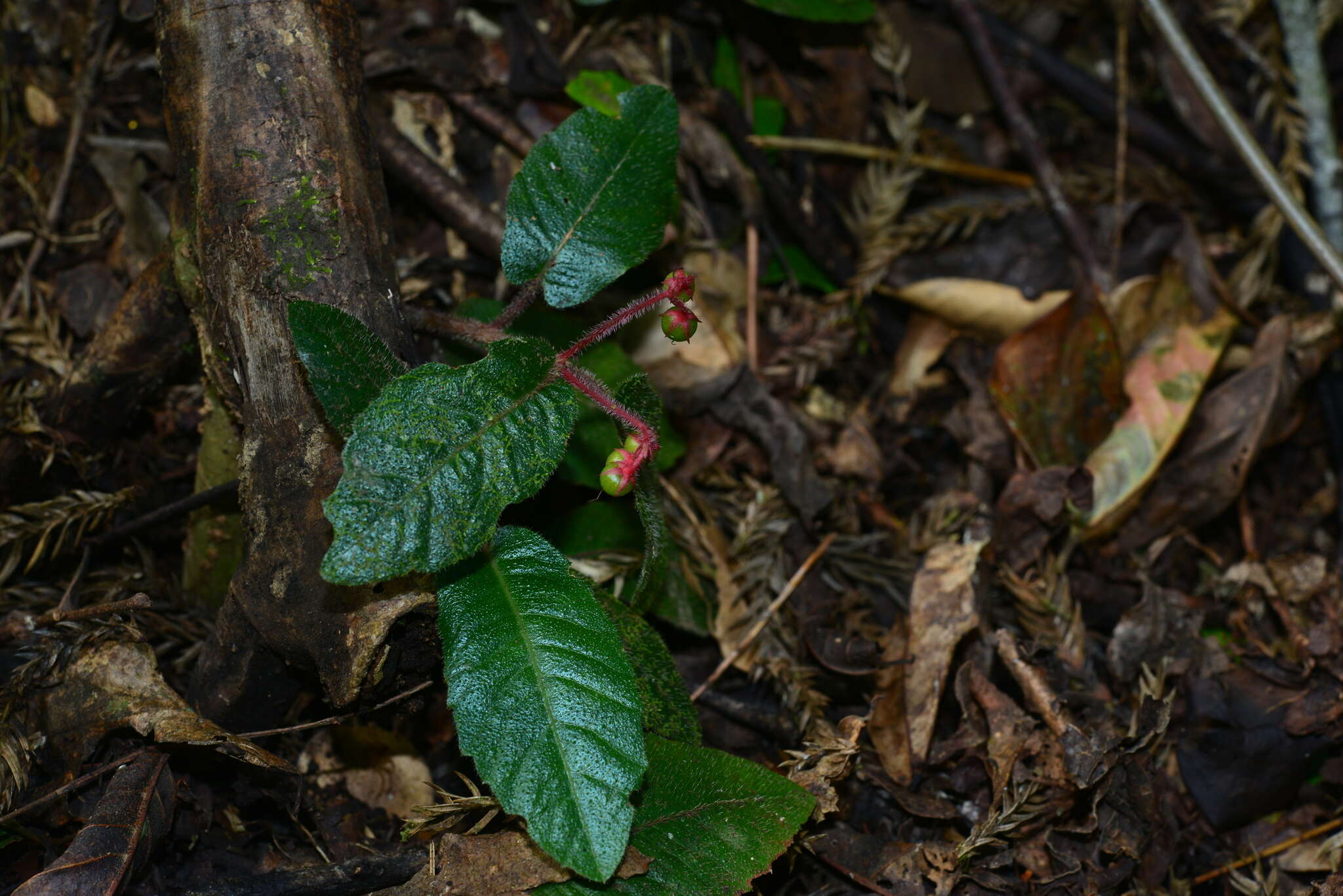 Image of Ardisia maclurei Merr.