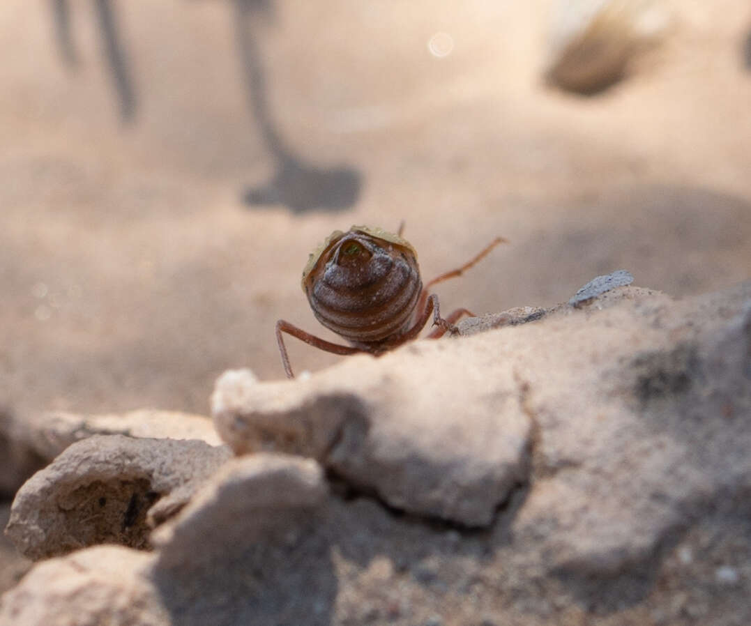 Pleuropasta mirabilis (Horn 1870) resmi