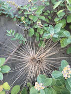 Image of Spinifex littoreus (Burm. fil.) Merr.