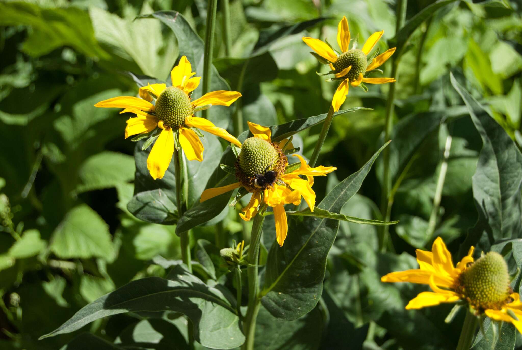 Rudbeckia californica A. Gray的圖片