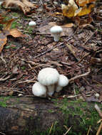 Image of common puffball