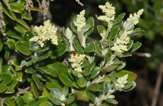 Chenopodium candolleanum subsp. candolleanum的圖片