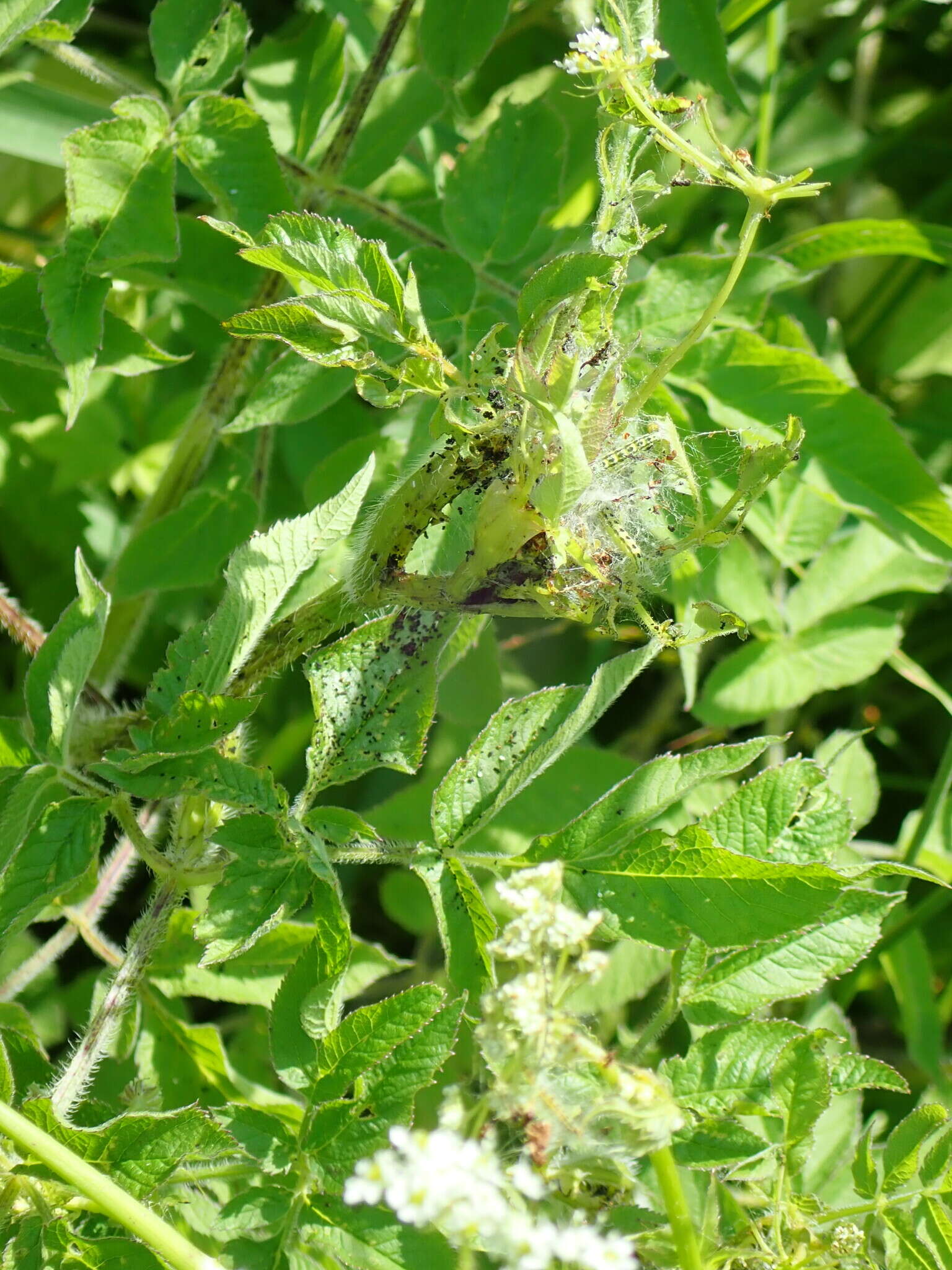 Image of Depressaria chaerophylli Zeller 1839