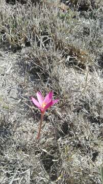 Imagem de Zephyranthes fosteri Traub