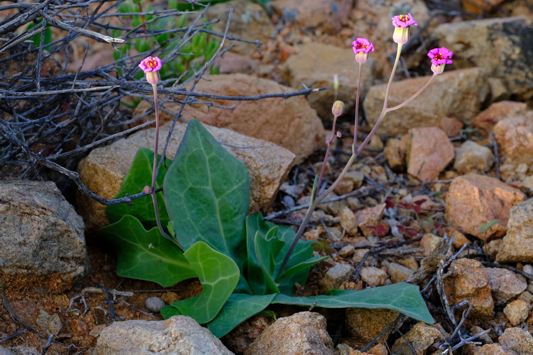 Image of Othonna rosea Harv.