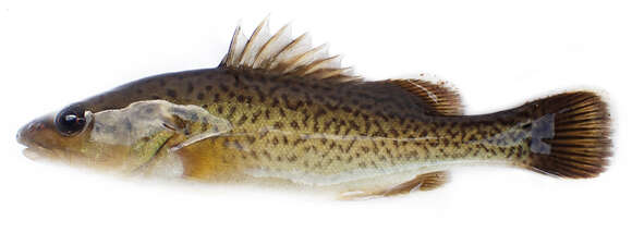 Image of Trout Cod