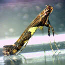 Image of Caloptilia umbratella (Braun 1927)