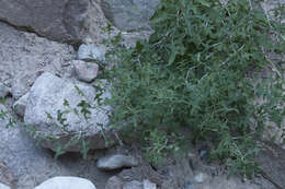 Image of Lactuca orientalis (Boiss.) Boiss.