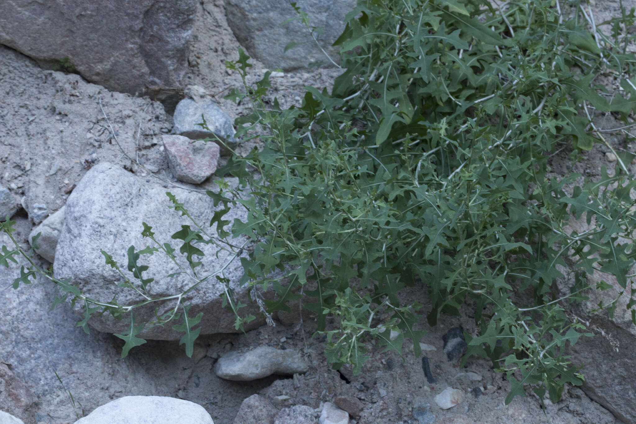 Image of Lactuca orientalis (Boiss.) Boiss.