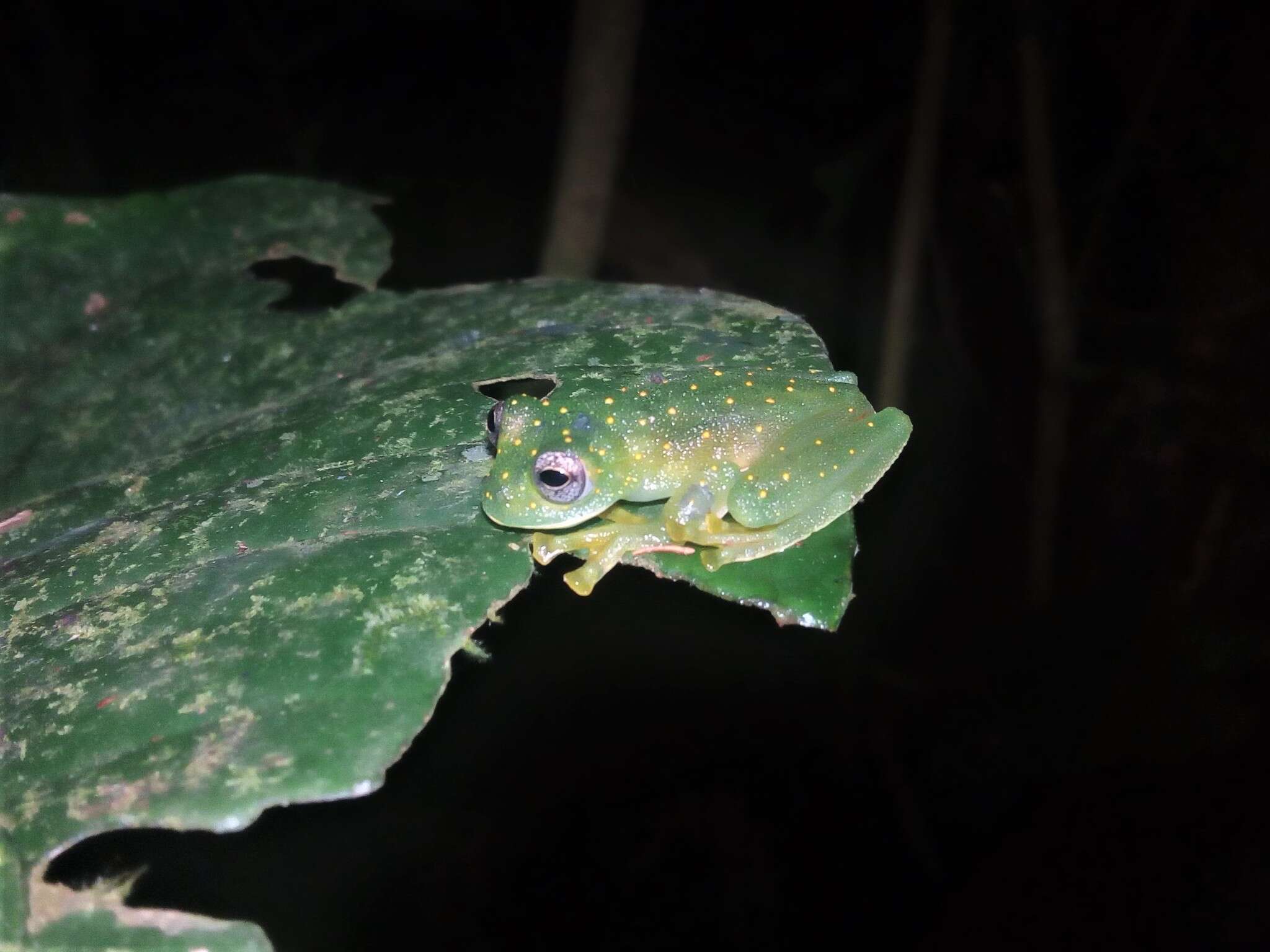 Image of Sachatamia punctulata (Ruiz-Carranza & Lynch 1995)